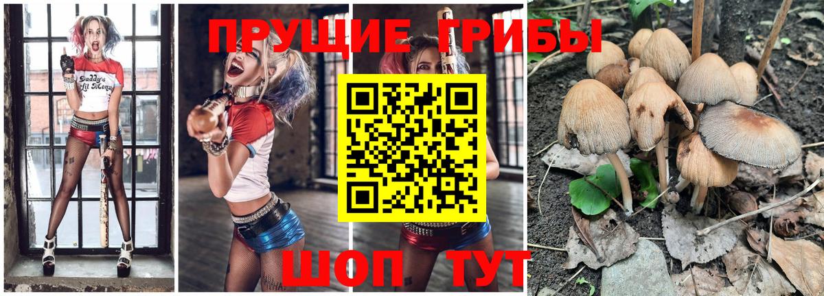 Галлюциногенные грибы Psilocybine cubensis Кимры
